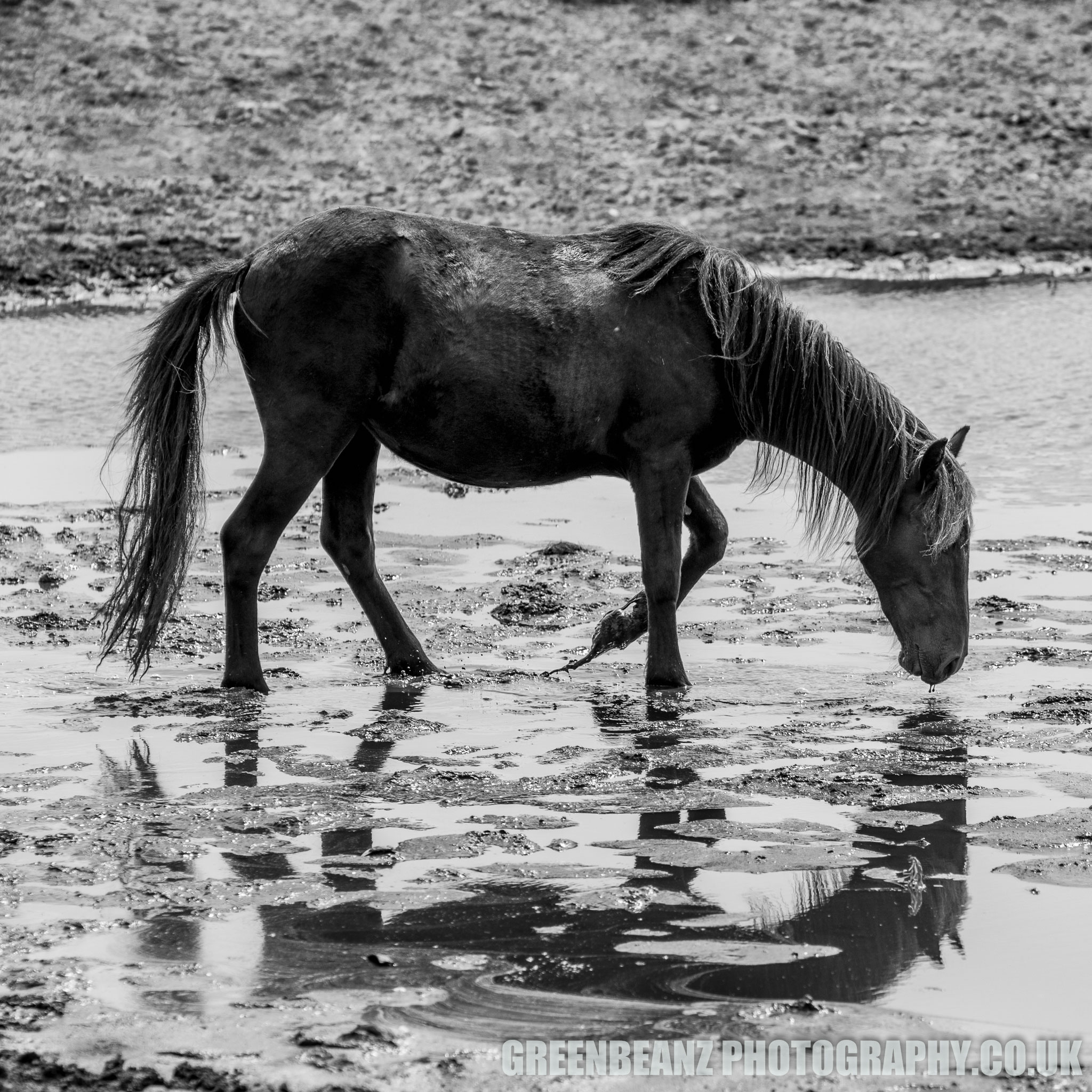 A Dartmoor Pony on a very dry moor in July 2019