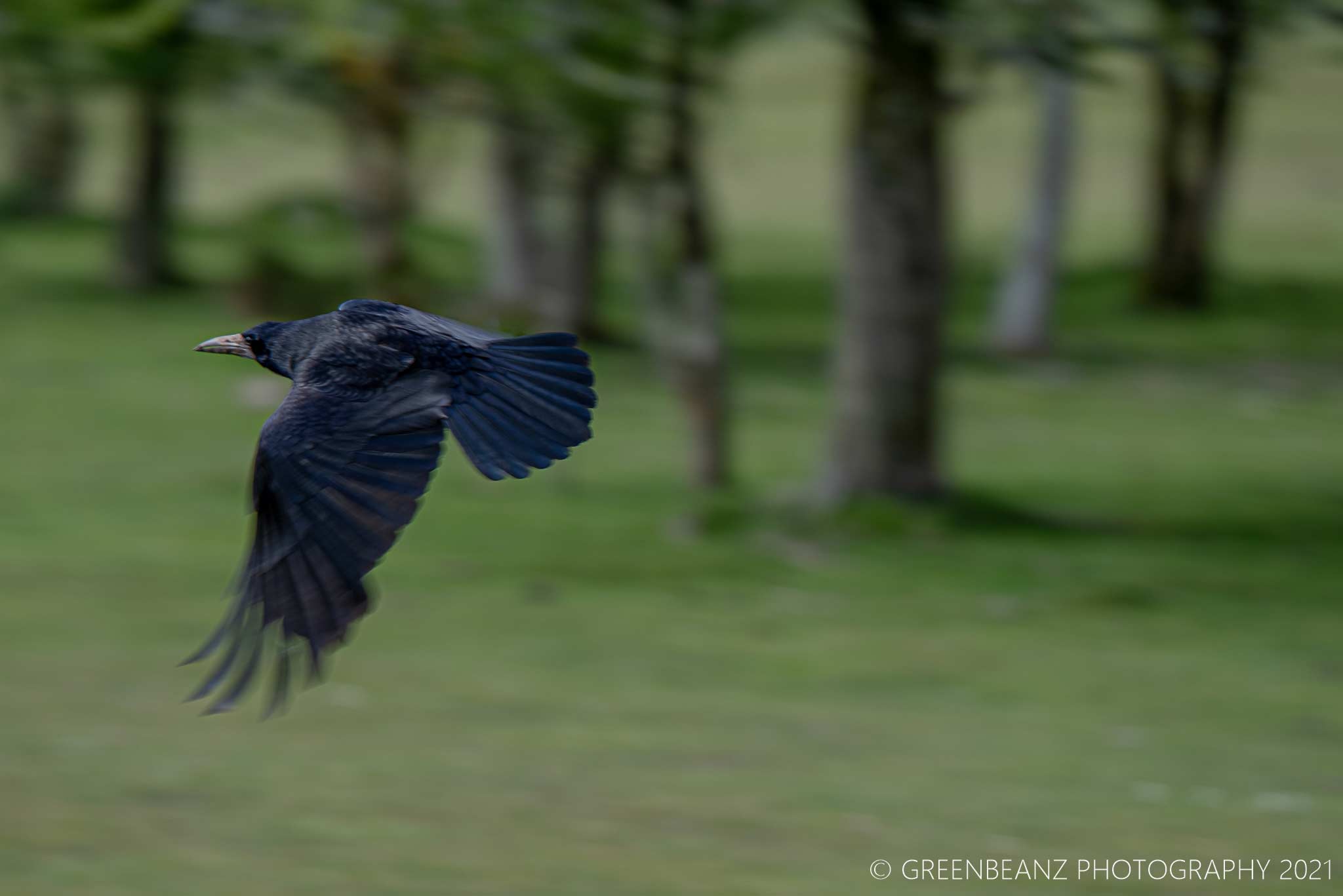 Flying Raven