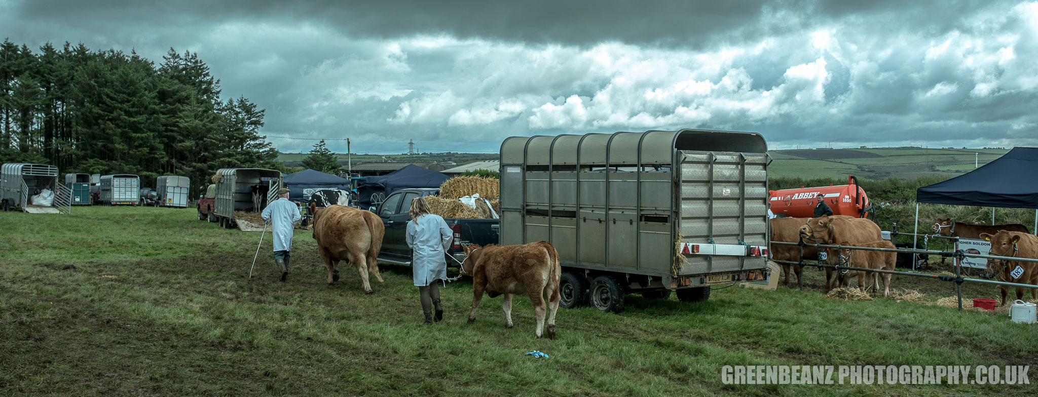 Cattle being led away at Camelford Farm Show 2017