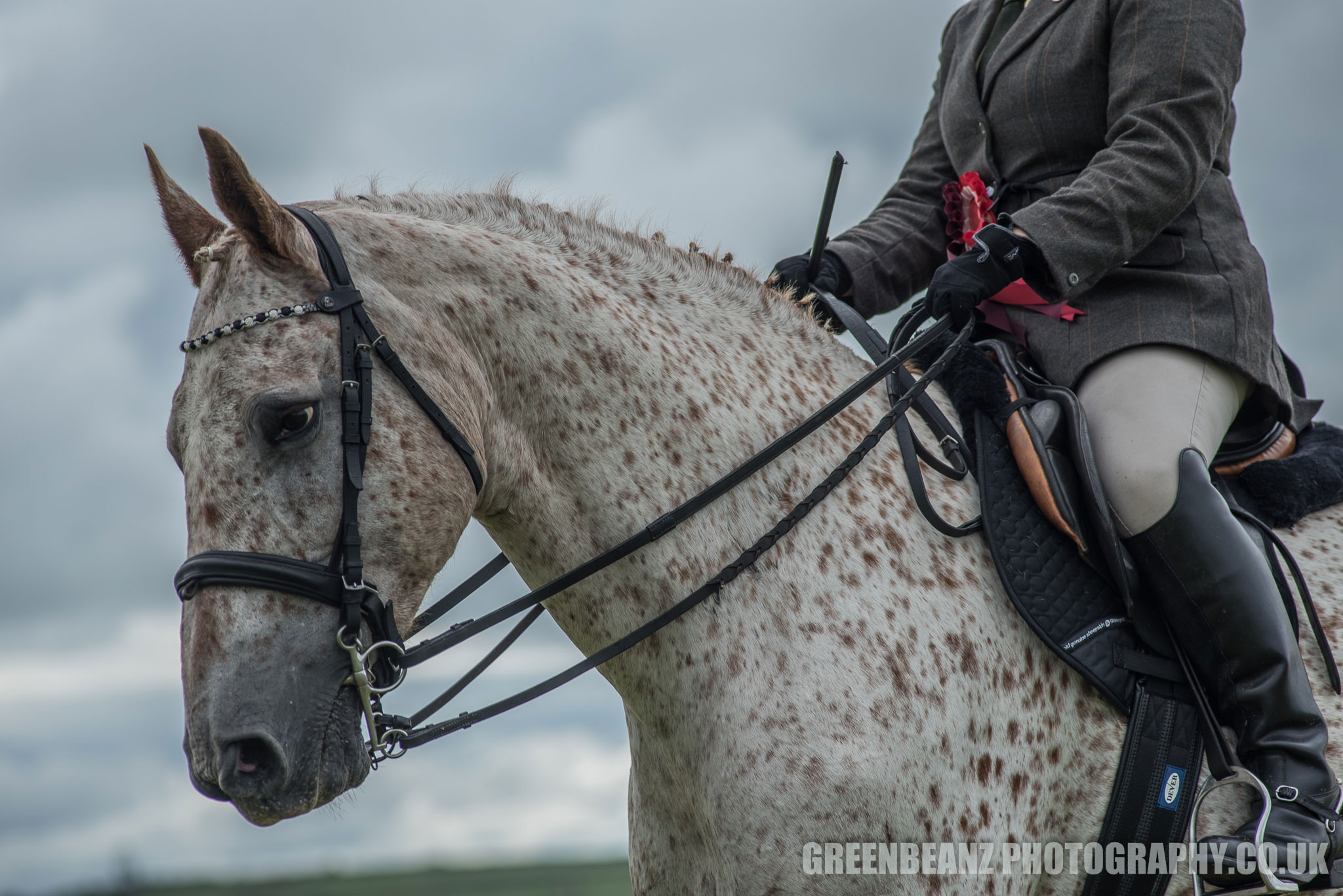 UK Equine Photography