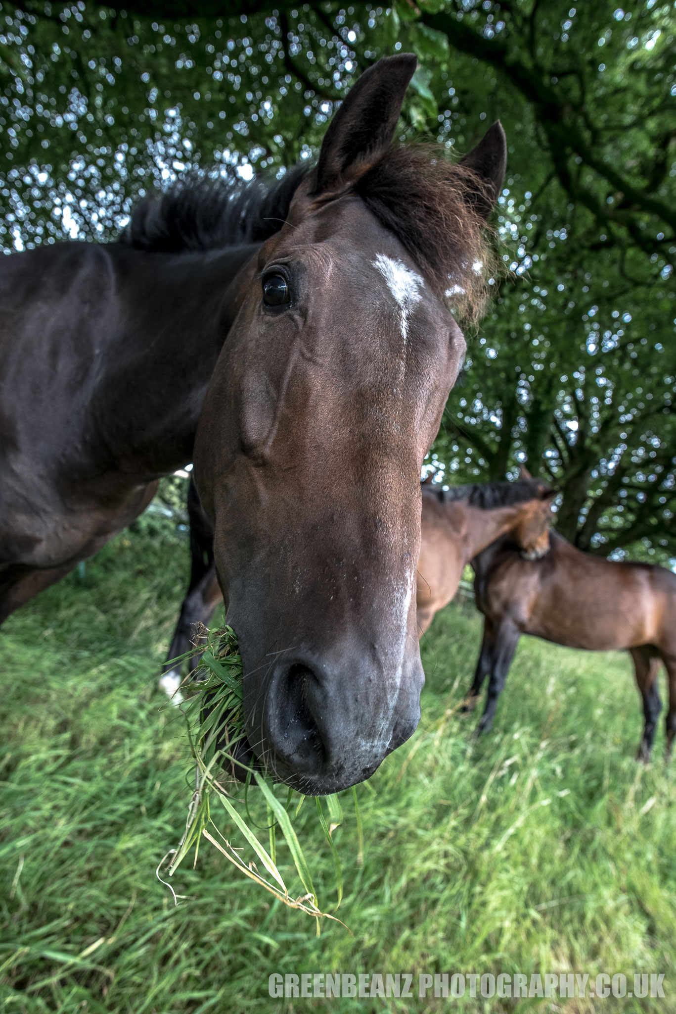 Candid Wide Angle Horse Photography