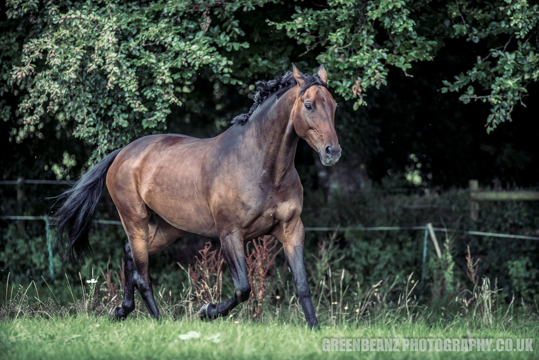 Horse frollicking at Farm in Cornwall