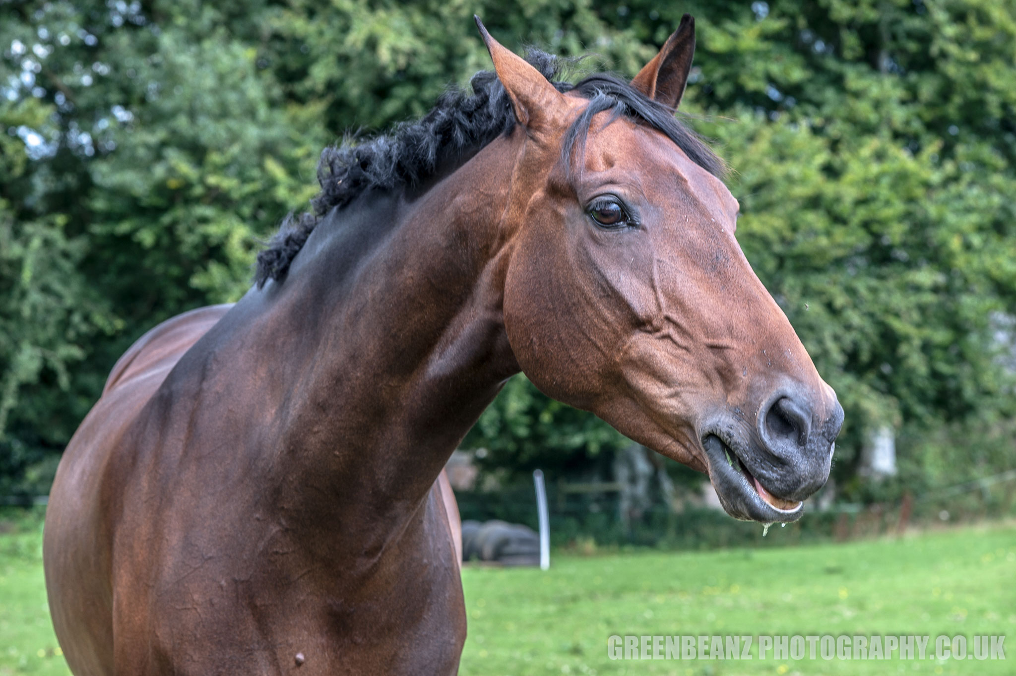 Photograph of Horse captured by Legendary Horsewoman 