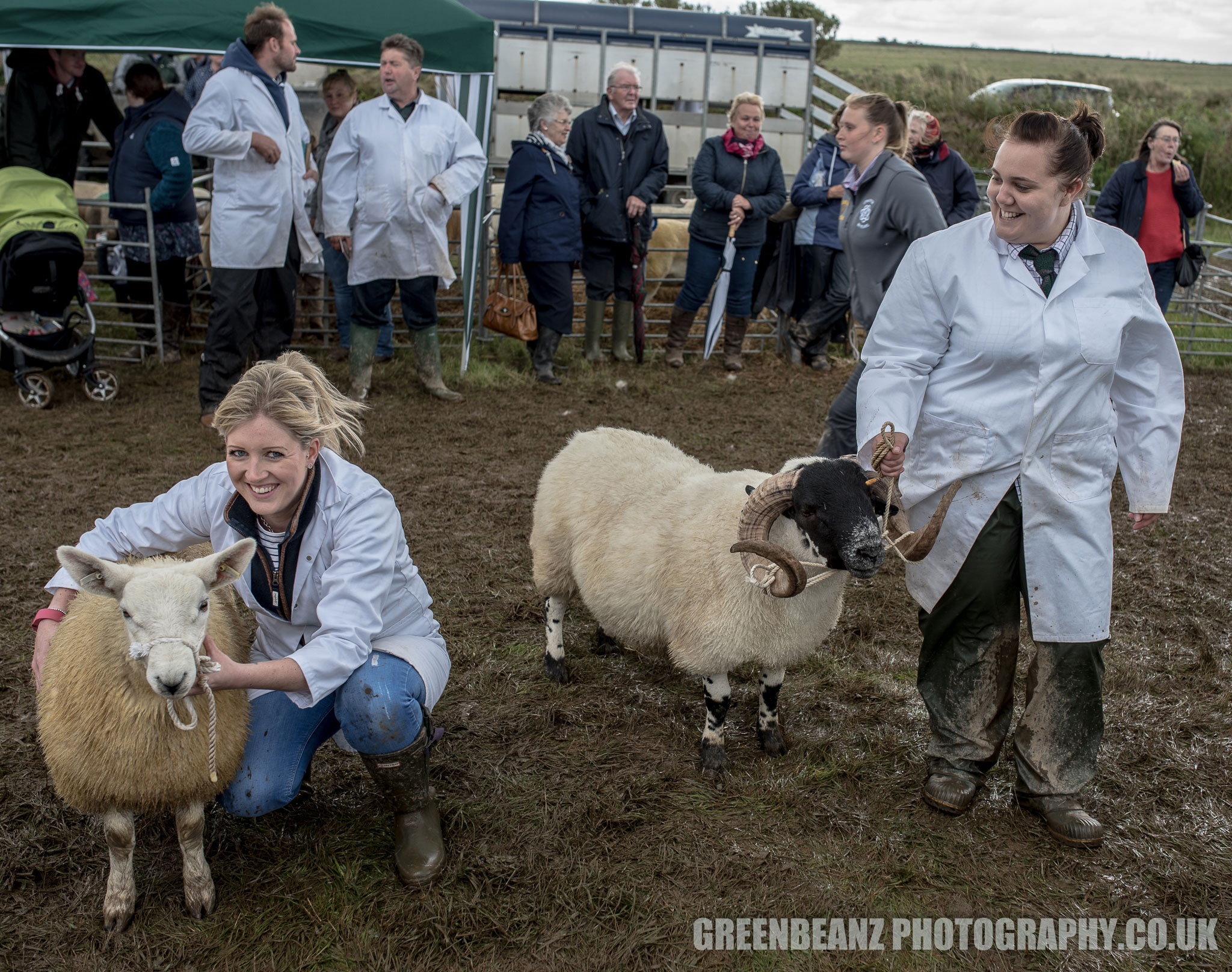 Sheep on show at Camelford Agricultural Show in 2017