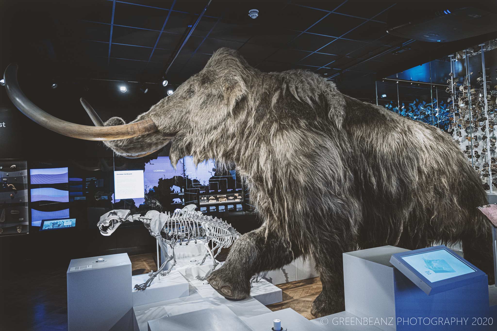 Woolly Mammoth at Plymouth's The Box Musem