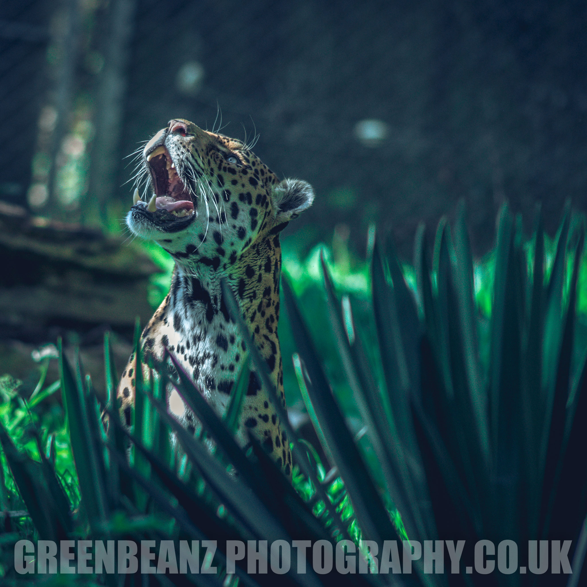Jaguar photographed with tropical plant in foreground