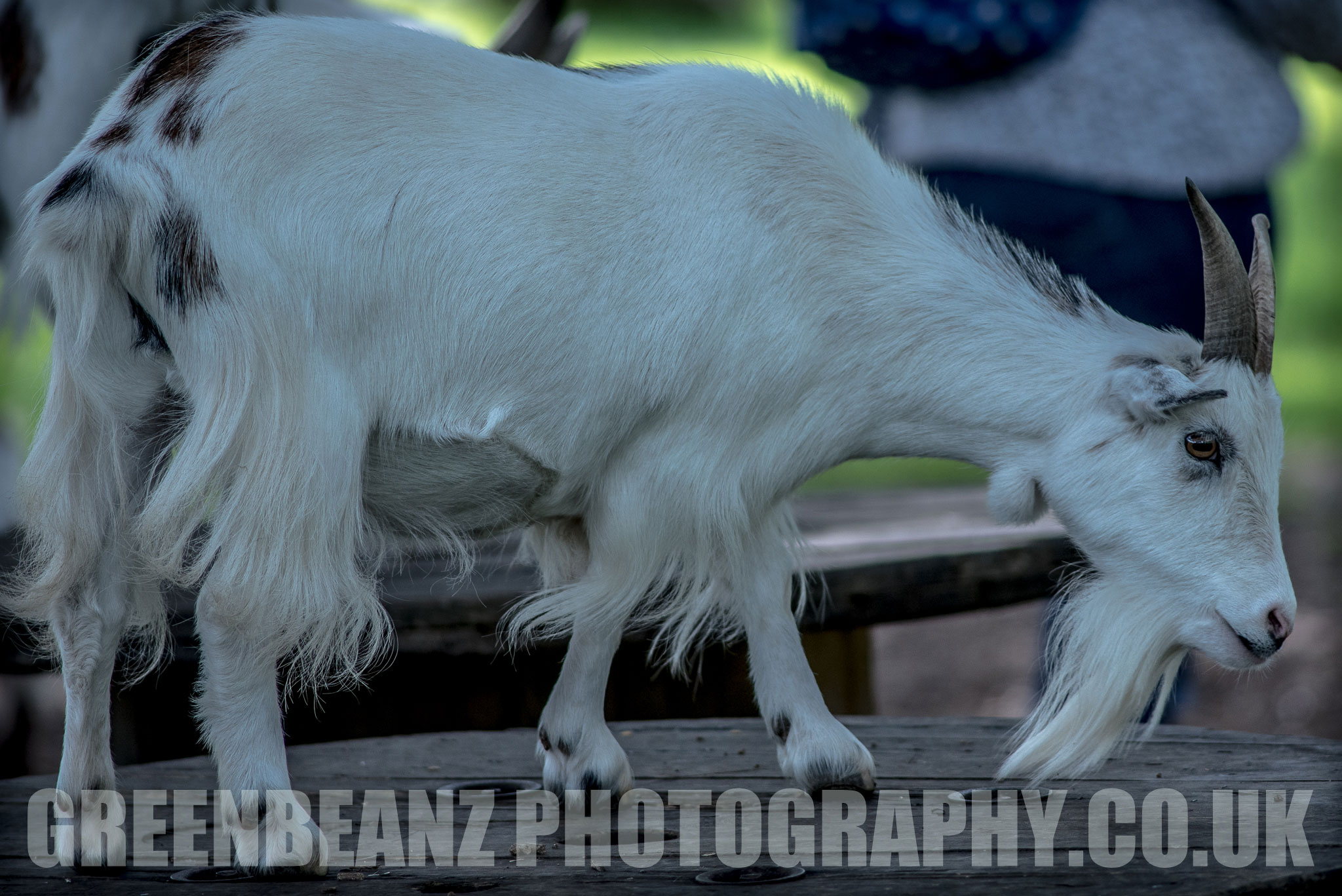 Goat in open enclosure in Devon