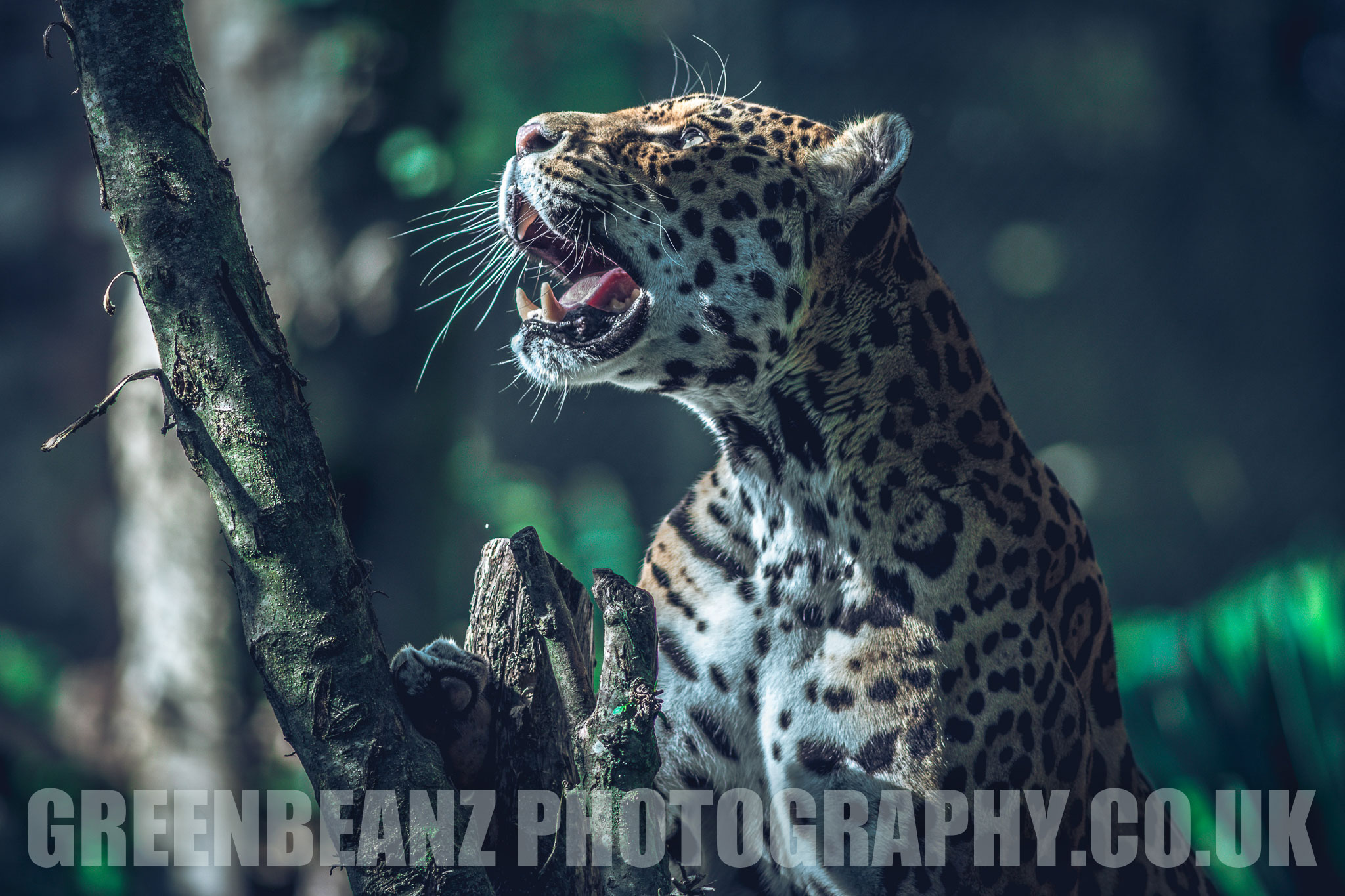 Jaguar at Sparkwell on Dartmoor