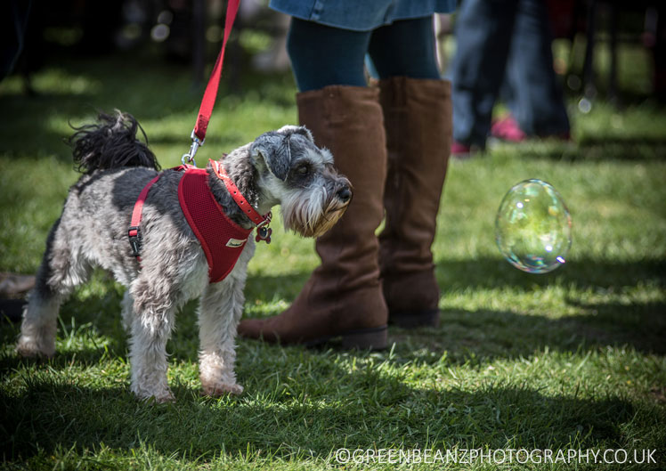 Grey Schnauzer Dog  Bubble Trouble